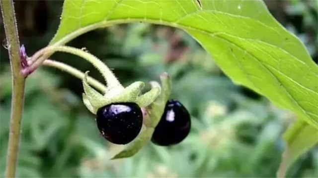 'Güzelavrat' mevsimi başladı: Yiyen hastanelik oluyor