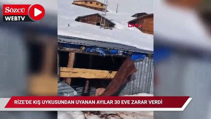 Rize’de kış uykusundan uyanan ayılar 30 eve zarar verdi