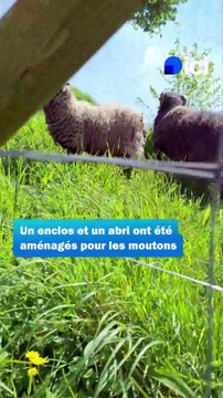 Eco-pâturage : les moutons-tondeuses de Bricquebec-en-Cotentin