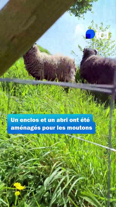 Eco-pâturage : les "moutons-tondeuses" de Bricquebec-en-Cotentin