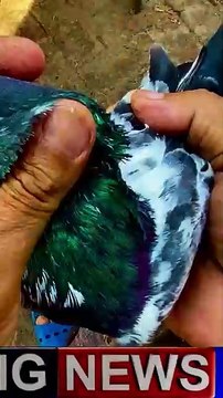 Subscribe Our YouTube Channel For Complete Videos youtube.com/@PakistanPigeonAssociation