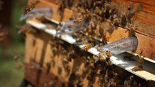 Arılara "kış salkımı"nı bozduran sıcaklık koloni kayıplarına neden oluyor