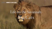 Life on the Savannah - BIG CATS