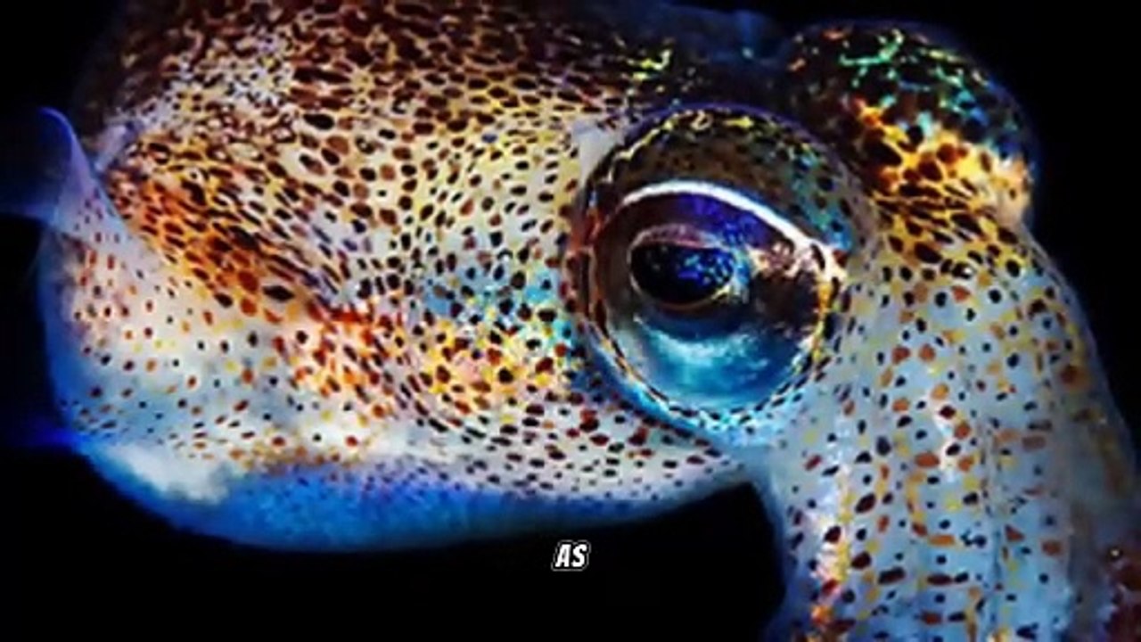 The Hawaiian Bobtail Squid: Exploring the Intricate Symbiosis and Remarkable Adaptations