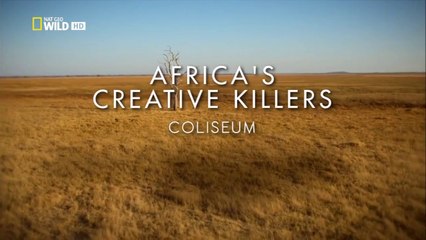 Africa's Creative Killers - Coliseum