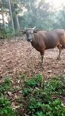 Kurban Ekor Sapi Musholla An Nashir Desa Bumi Sari Natar Lampung Selatan