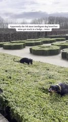 Dogs Try Going Over Bushes And Get Stuck Instead