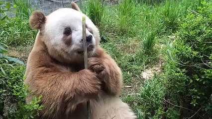 The daily life of pandas 🐼(47)   #Panda #Lovely