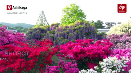 Japan: Crowds Flock To See Wisteria Trees In Full Bloom