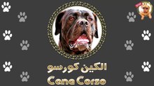 كلب الكين كورسو | واحد من أخطر الكلاب في العالم | معلومات لازم تعرفها عنه قبل ما تشتريه