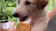 A collection of daily funny moments of dogs. It's simply hilarious!