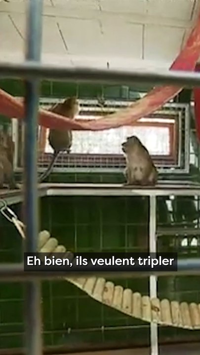 La France accroit son élevage de singes de laboratoire ..