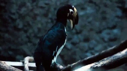 Enchanting Small Hornbill