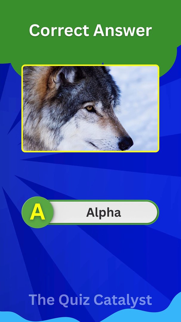 ⁣🐺 Wolf Quiz: Test Your Knowledge! Alpha Leader, Speed & More! 🎯