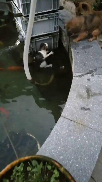 The dog jumps into the water to save the frightened