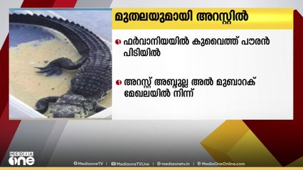 സംശയം തോന്നി, പരിശോധിച്ചപ്പോൾ പെട്ടിയിൽ മുതല; കുവൈത്തിൽ 30കാരൻ അറസ്റ്റിൽ