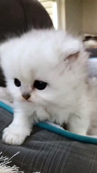 Cato Ki Dosti Ya Dhokha? 😂 | Watch Till End! #CatoDosti #FunnyAnimal #ComedyShorts