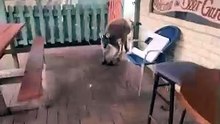 Kangaroo impatient to get into the pub 😅🥰❤️ | only in Australia 🇦🇺
