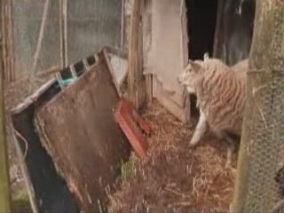 A Tribute To Max MARNET, sheep bêling, Mars 2008