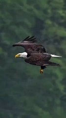 Eagle flys full speed through rain storm, grabs a dying fish from the water and swallows it whole.