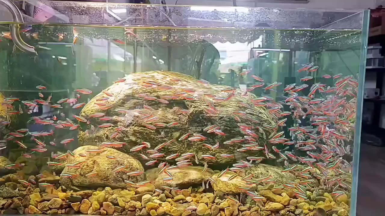 Planted aquarium 60