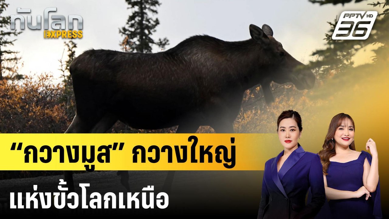 “กวางมูส” กวางใหญ่แห่งขั้วโลกเหนือ |ทันโลก EXPR...