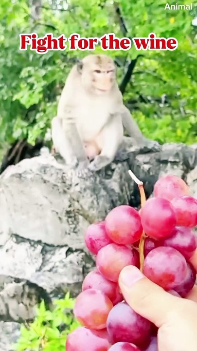 Fruit