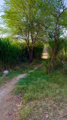 Serene Village Life 🌿