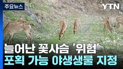 "많아도 너무 많아"...꽃사슴, '포획 가능' 유해야생생물 지정 / YTN