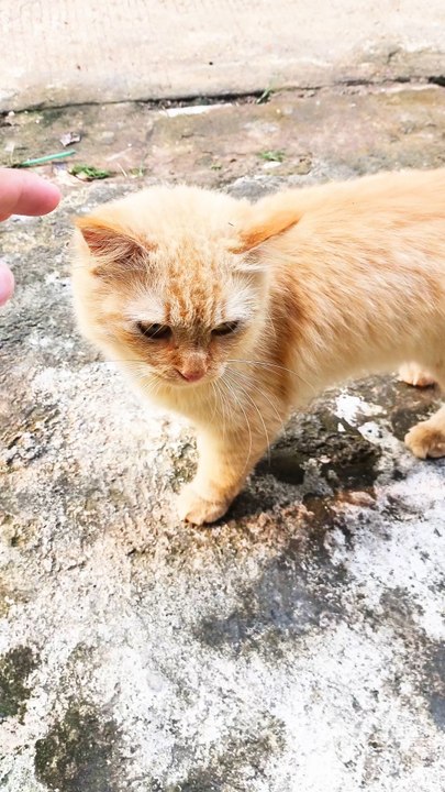 cat ,kucing
