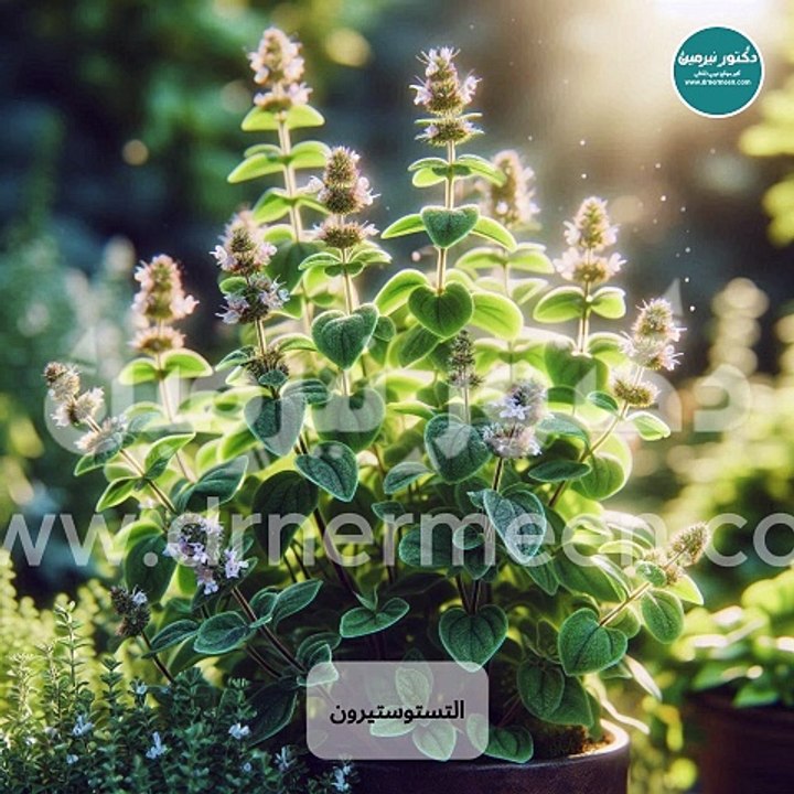 ما هي استخدامات البردقوش وفوائده؟ #بردقوش #البردقوش #فوائد #فوائد_البردقوش #مردقوش #viral #viralvideos #viraltiktok #viralvideo