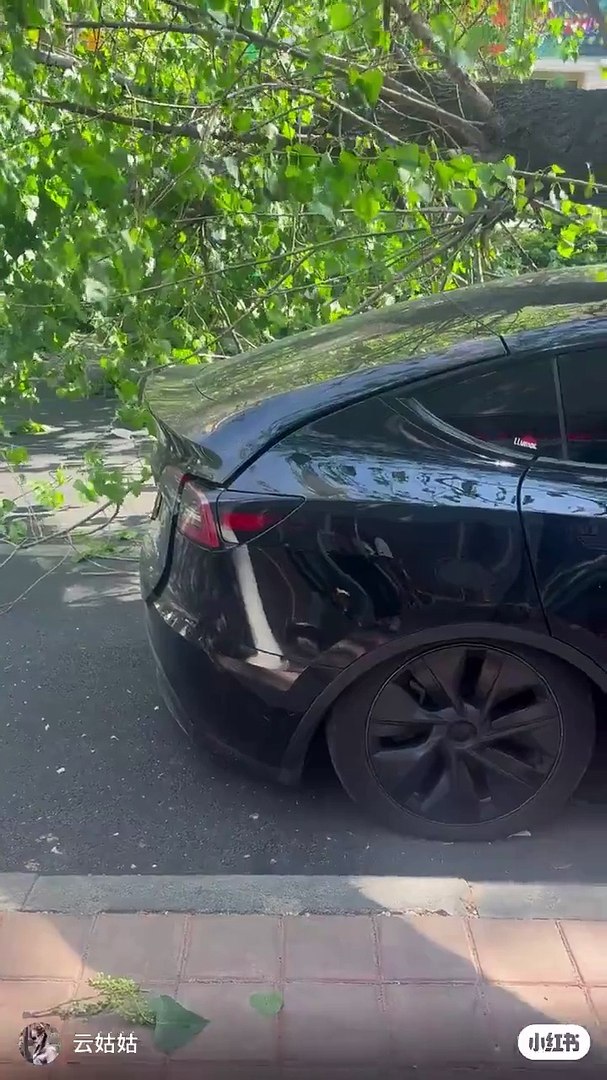 ⁣Árvore cai sobre Tesla