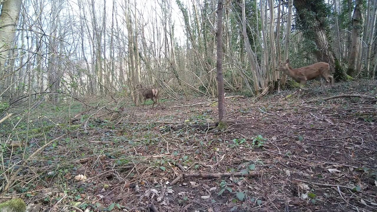 Bestiaire printemps 2025