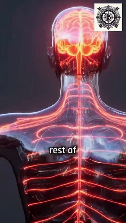 Lab-Grown Spine! Amazing New Model Grown from Stem Cells