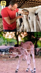 Sir, how did you turn vegan? || Acharya Prashant