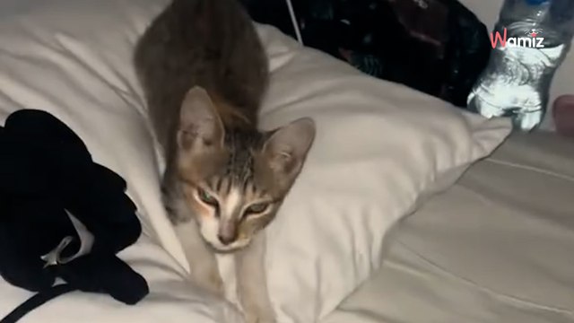 Kobietę budzi ruch w hotelowym łóżku. Ktoś zakradł się do jej pokoju (video)