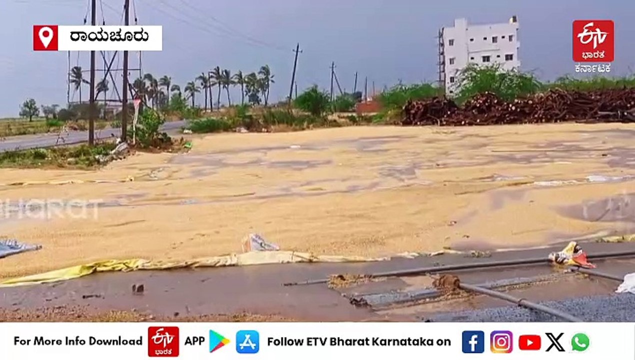 ರಾಯಚೂರು, ಬಳ್ಳಾರಿಯಲ್ಲಿ ಭಾರಿ ಮಳೆಗೆ ಭತ್ತದ ಬೆಳೆ ಹಾನಿ : ಕಂಗಾಲಾದ ರೈತರು