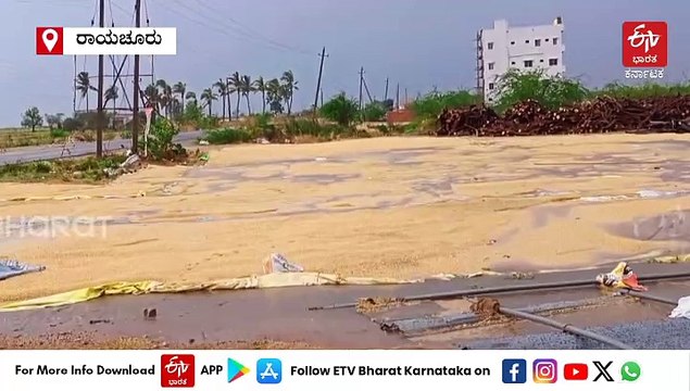 ರಾಯಚೂರು, ಬಳ್ಳಾರಿಯಲ್ಲಿ ಭಾರಿ ಮಳೆಗೆ ಭತ್ತದ ಬೆಳೆ ಹಾನಿ : ಕಂಗಾಲಾದ ರೈತರು