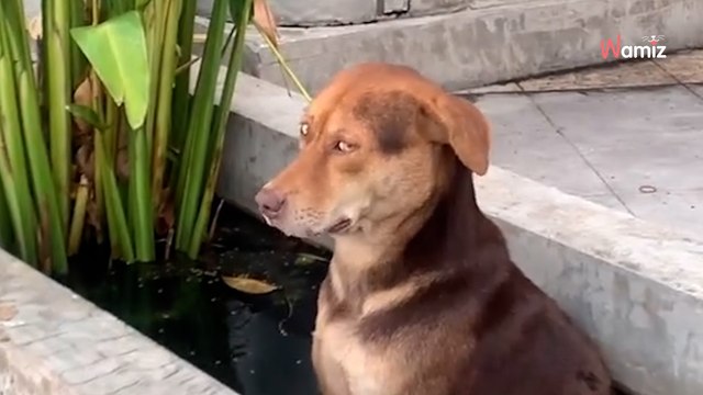 Welche Pflanze ist das? Mehr als 1 Million Menschen lachen sich kaputt (Video)