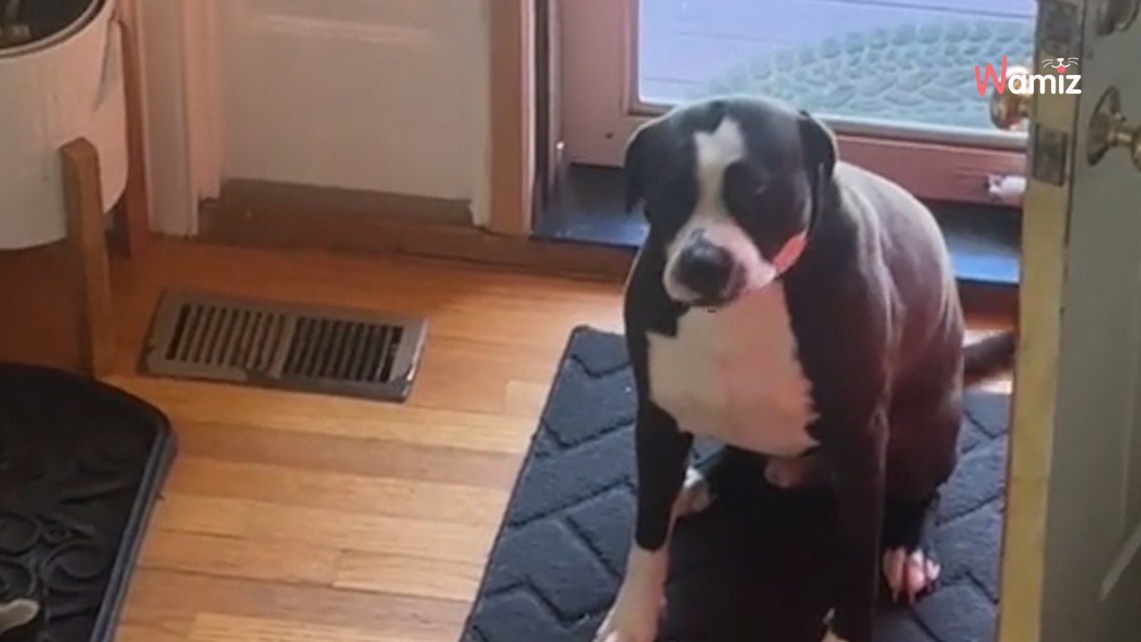 Timid Pitbull pleads for help during hilarious feline standoff