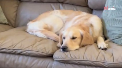 Leur chien est en deuil : ils prennent une décision qui va tout bouleverser (vidéo)