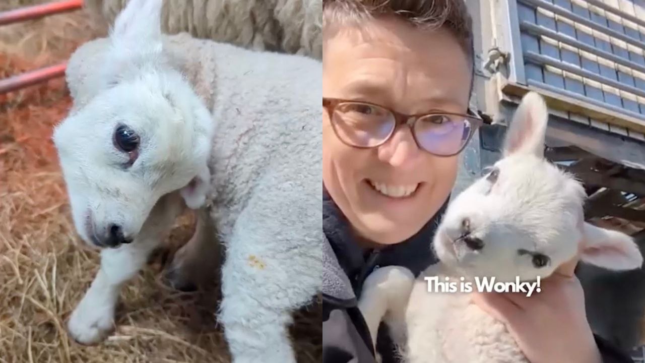 Das niedliche Lamm mit schiefem Hals und Gang