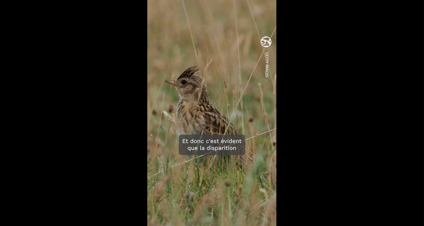 Les secrets de la communication des oiseaux : le décryptage de Jean Boucault et Johnny Rasse, Chanteurs d'oiseaux