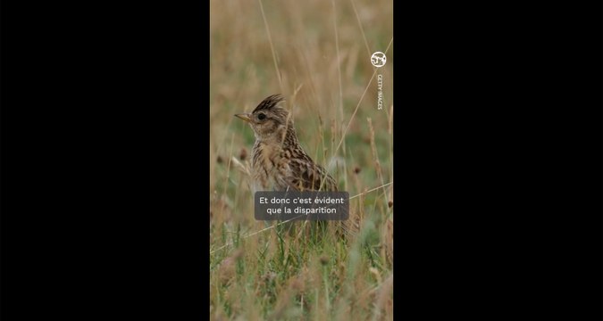 Les secrets de la communication des oiseaux : le décryptage de Jean Boucault et Johnny Rasse, Chanteurs d'oiseaux