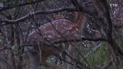 "꽃사슴 유해 야생동물 지정...허가받아 포획 가능" / YTN