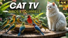 Video for Cats to Watch Bird – Relaxing Nature Show to Calm Your Cat - CatTV Central