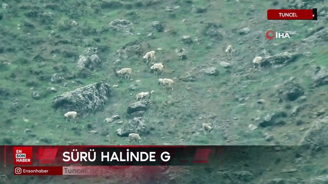 Tunceli'de koruma altındaki yaban keçileri