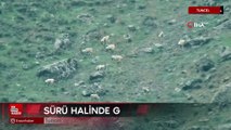 Tunceli'de koruma altındaki yaban keçileri