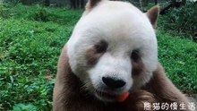 The daily life of pandas 🐼(52)   #Panda #Lovely