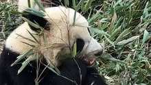 The daily life of pandas 🐼(50)   #Panda #Lovely